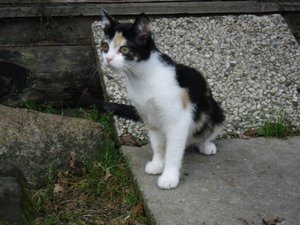 Gartenhauslinge 2013 011.jpg