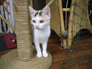 Gartenhauslinge 2013 016.jpg