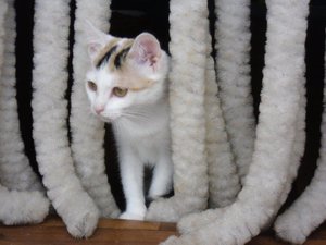 Gartenhauslinge 2013 014.jpg