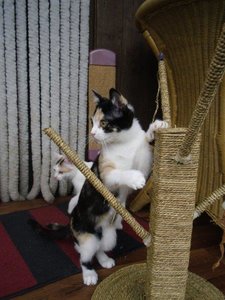 Gartenhauslinge 2013 017.jpg