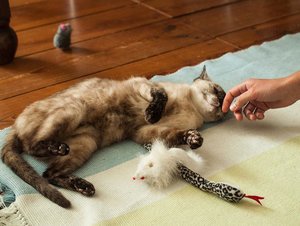 Kopie von _DSC0334-5.JPG