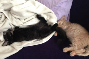 Bildschirmfoto 2013-08-29 um 08.13.26.png