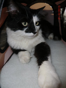 charlie3 neue Tasche.jpg