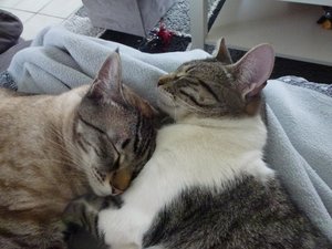 katzen 30.03.12 094.jpg