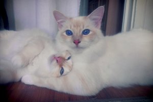 Fio und Kano kuscheln ganz lieb 18.06.13.jpg