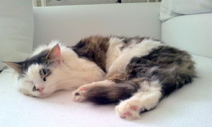 Schroedi 2013-08-30 12.06.19.jpg