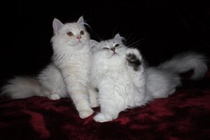 2013_08_05_Teil 2 025.jpg