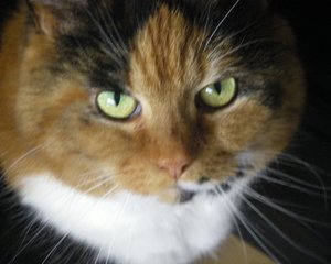 Windows Live Fotogalerie-Hintergrundbild.jpg