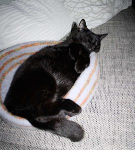 ImageUploadedByTapatalk 21379360747.454596.jpg