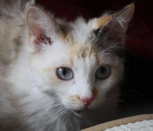 Flecki hinterm Sisalteppich_Kopf.jpg