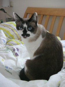 Katzen und Doku 010.jpg