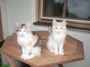 3 Tommy und Schaline.jpg