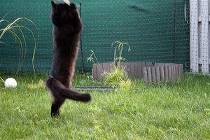 loverluft (Large).JPG