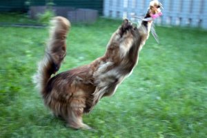 loliaction (Large).JPG