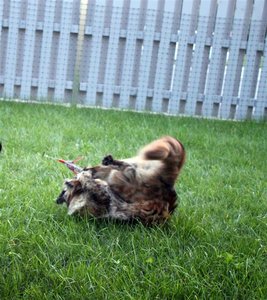 lolihaufen (Large).JPG