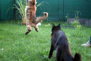 loliluft (Large).JPG