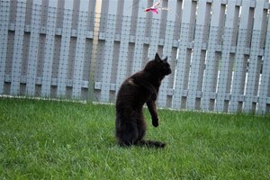 männchen (Large).JPG