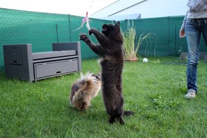 loverzwebeine (Large).JPG