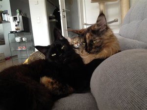 alle drei (Medium).JPG