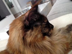 Loli Profil (Medium).JPG