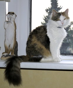 Madavi17. Aug. 2012.jpg