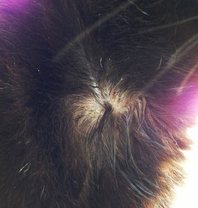 ImageUploadedByTapatalk 21380131944.389173.jpg