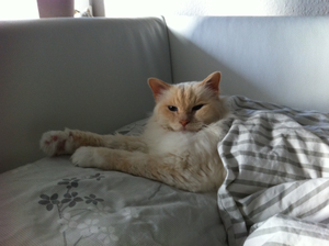 Bildschirmfoto 2013-09-25 um 11.32.13.png