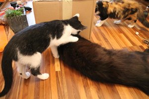 wastutstdu (Large).JPG