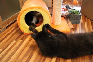 IMG_2751 (Large).JPG