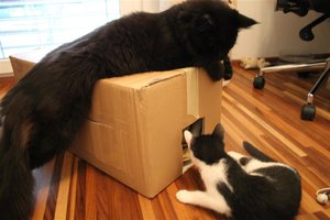 IMG_2785 (Large).JPG