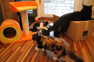 IMG_2823 (Large).JPG