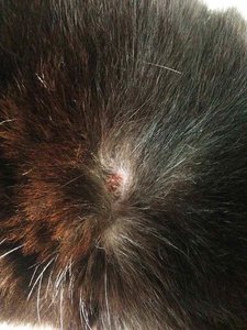 ImageUploadedByTapatalk 21380363199.808622.jpg