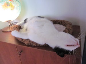 Basti entspannt 007.JPG