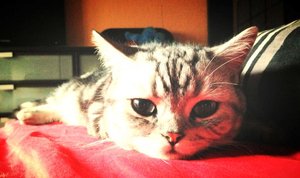 ImageUploadedByTapatalk 21375782087.369160.jpg