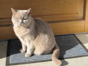 katzen in der sonne 002.JPG