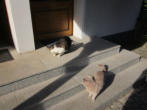 katzen in der sonne 003.JPG
