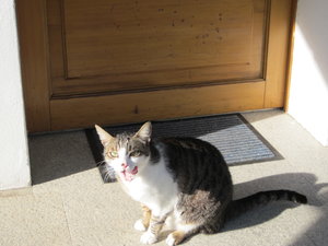 katzen in der sonne 004.JPG