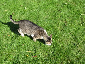 katzen in der sonne 005.JPG
