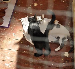 Cleo und Rodrigo 2.JPG