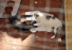 Cleo und Rodrigo 3.JPG