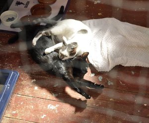 Cleo und Rodrigo 4.JPG