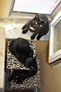 Lou, Ginny, Cleo.JPG