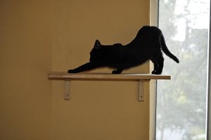 Ginny streckt sich.JPG