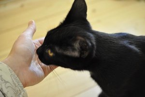 Kopie von Lou - Wo ist das Leckerchen.JPG