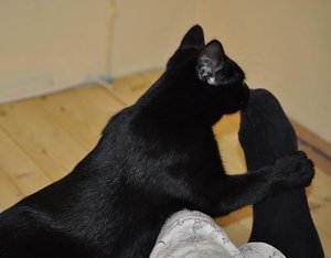 Lou beschnuppert Füße.JPG