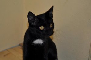 Lou schaut aufmerksam.JPG