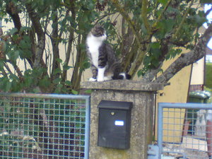 Sony Ericsson 006.JPG