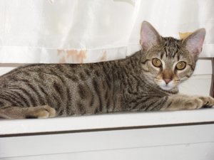 Bella auf der Fensterbank.jpg