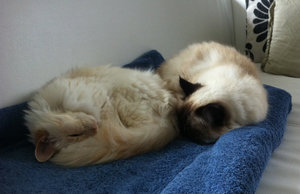 Bildschirmfoto 2013-10-08 um 16.33.39.jpg