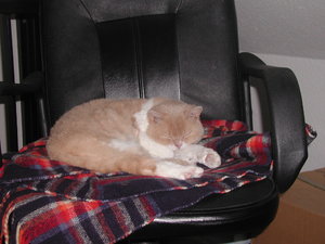 Enrico auf dem Büroschlafstuhl.JPG